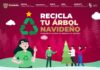 Ayuntamiento de Tijuana habilita 19 centros de acopio para recibir árboles navideños