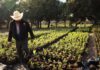 Con 60 mil plantas SIMPATT dará continuidad al programa “sembrando vida”