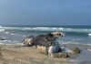Ballena es enterrada en Playas de Tijuana