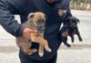 Rescata Gobierno Municipal dos cachorros que eran comercializados ilegalmente en la Garita de San Ysidro