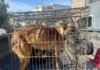 Atiende Gobierno de Tijuana presunto maltrato animal en la colonia Nuevo Milenio